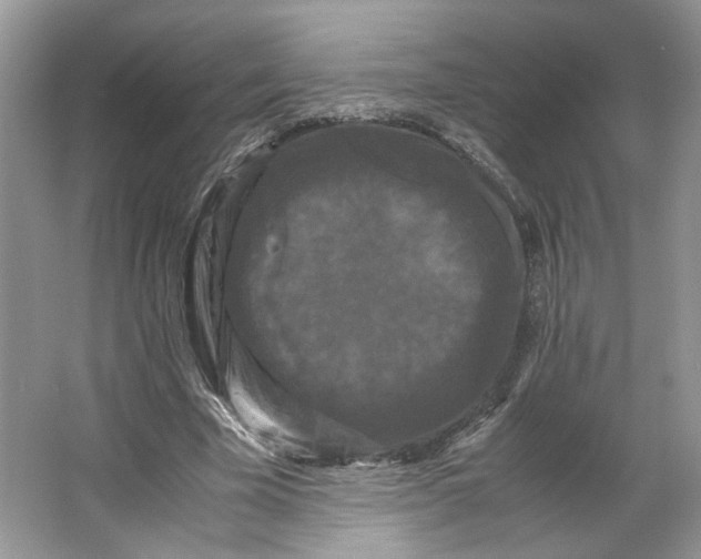 X0000066110585200603241546