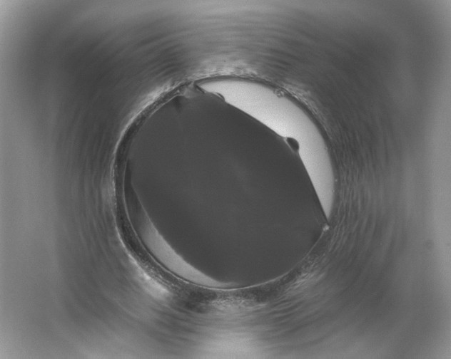 X0000066110630200603241545