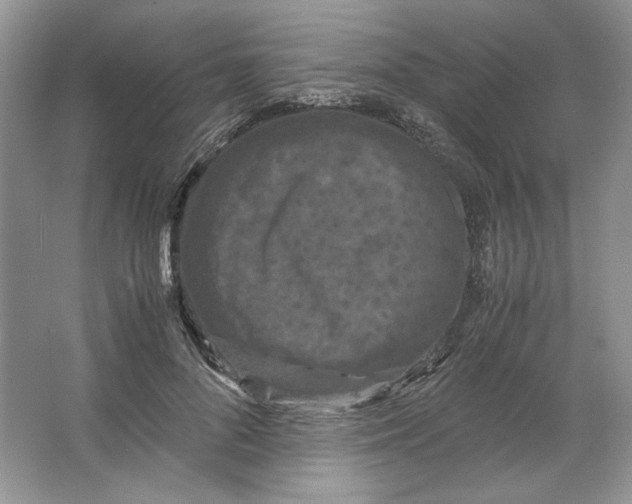 X0000066110696200603241544