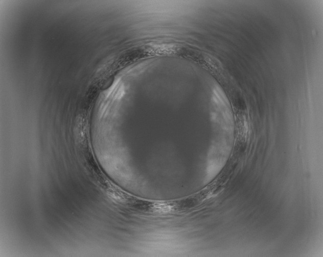 X0000066110701200603241544
