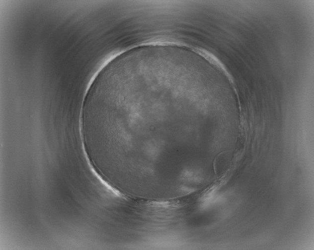 X0000066110855200603241542