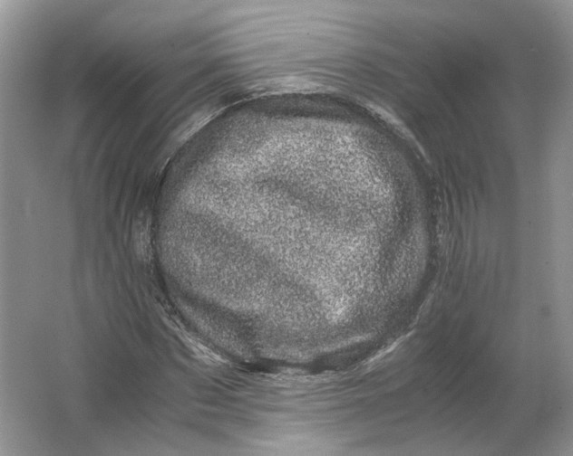 X0000066110873200603241541