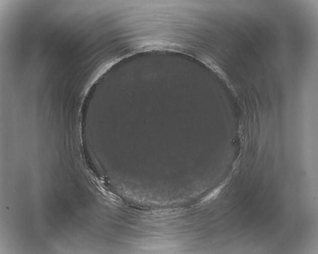 X0000066110877200603241541
