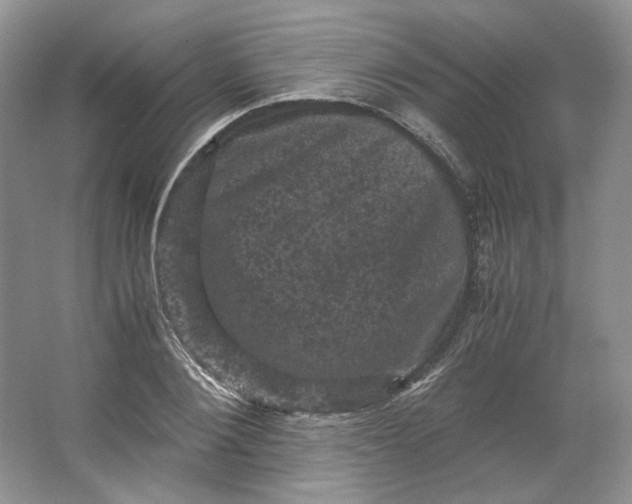 X0000066110884200603241541