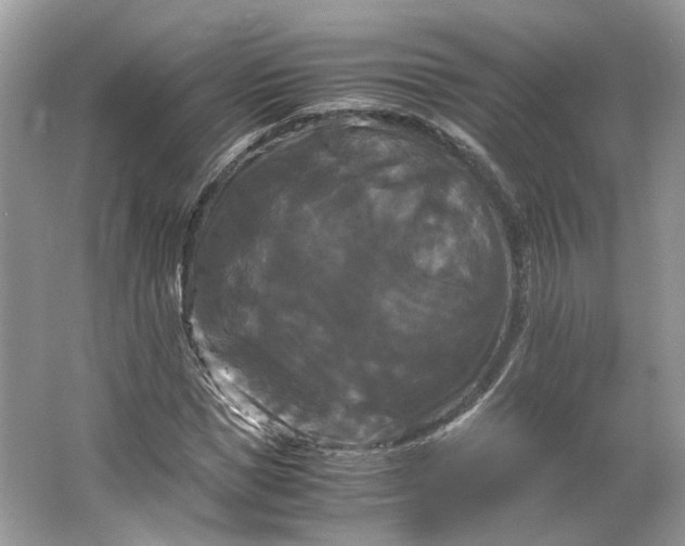 X0000066110921200603241540