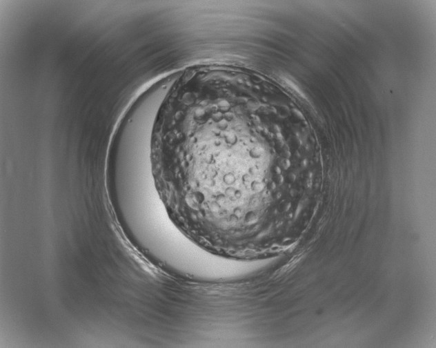 X0000066110940200603241540