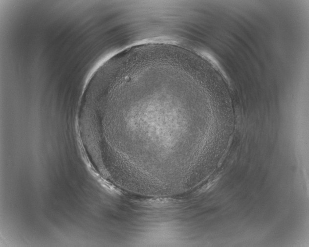 X0000066110952200603241541