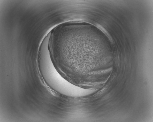 X0000066110956200603241541