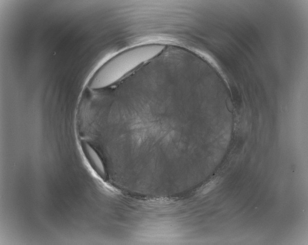 X0000066110999200603241539