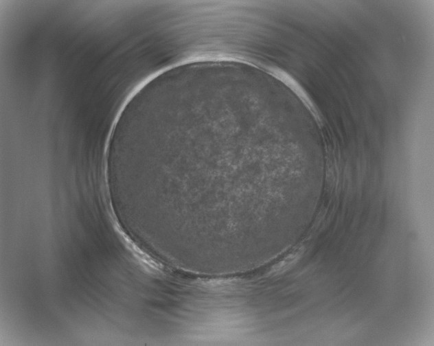 X0000066111004200603241539