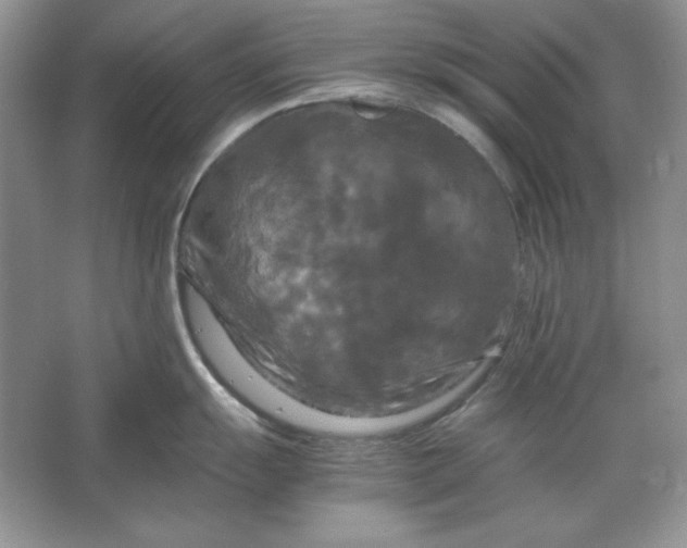 X0000066111055200603241539