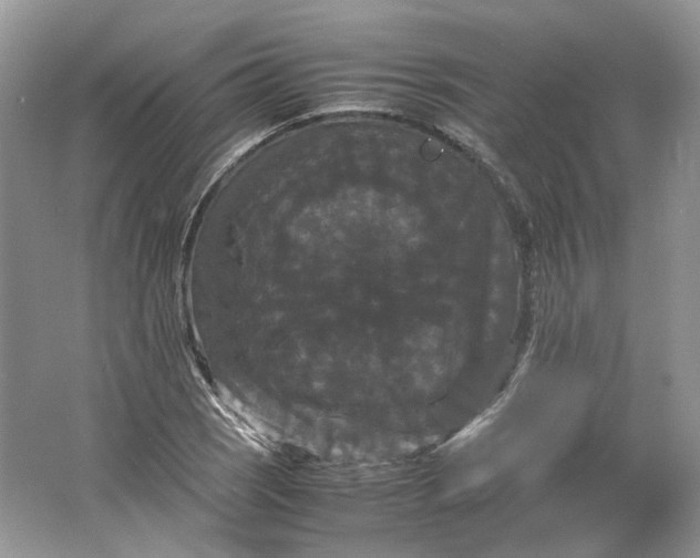 X0000066111121200603241537