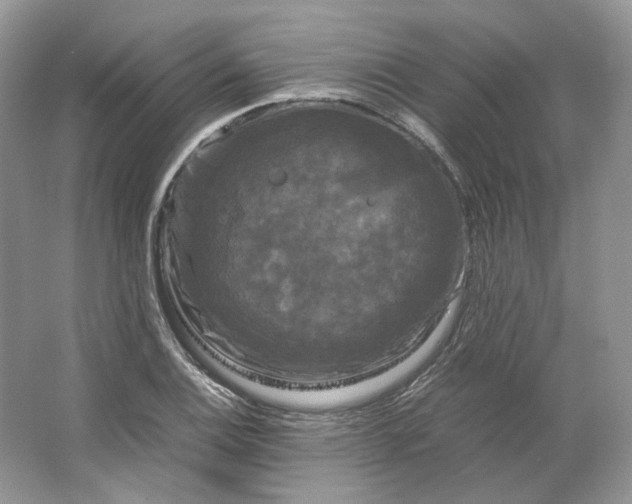 X0000066111124200603241537