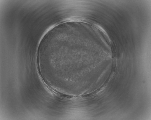 X0000066111146200603241537