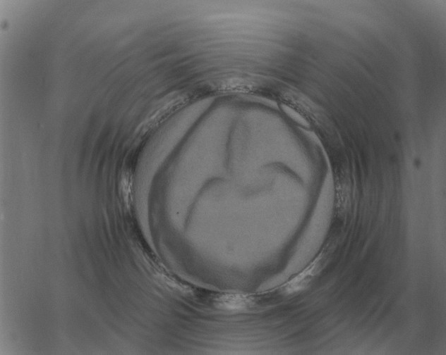 X0000066110142200603312059
