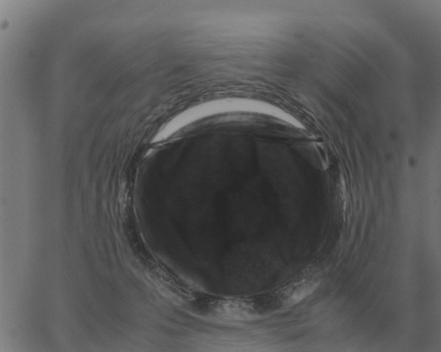 X0000066110223200603312058