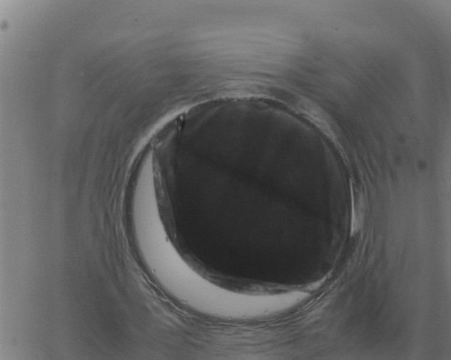 X0000066110387200603312055