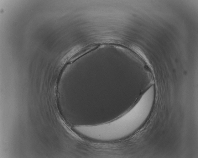 X0000066110389200603312055