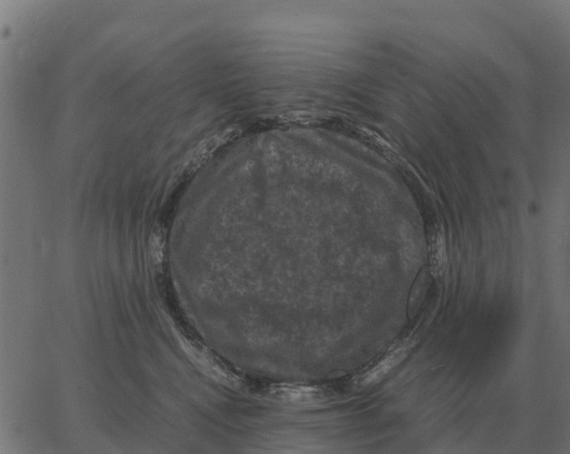 X0000066110472200603312055