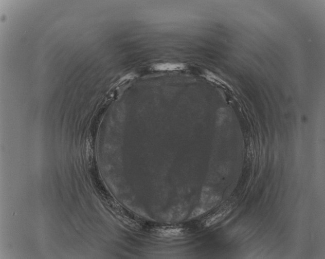 X0000066110651200603312051