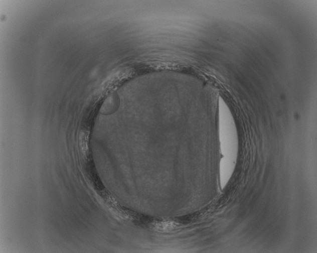 X0000066110695200603312050