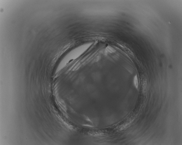 X0000066110729200603312049