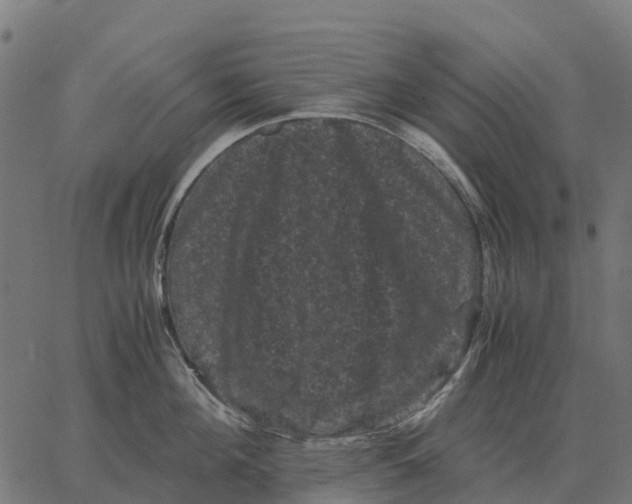 X0000066110908200603312047
