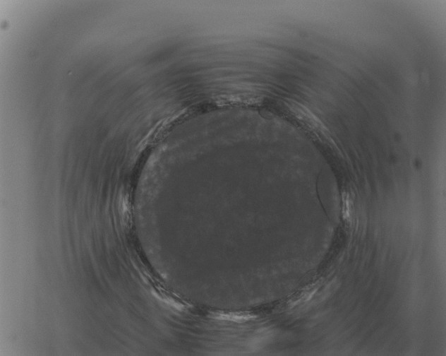 X0000066110915200603312046