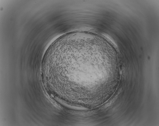 X0000066110948200603312047