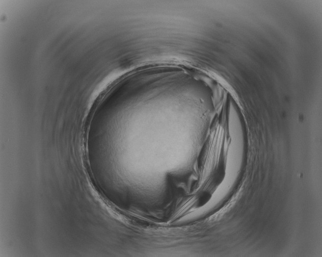 X0000066110989200603312046