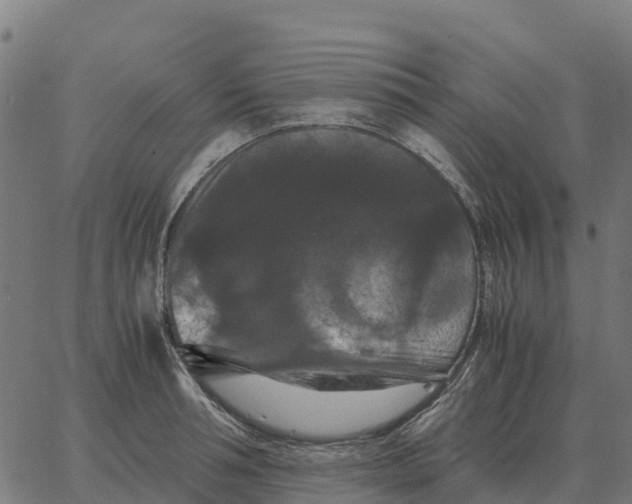 X0000066110994200603312046