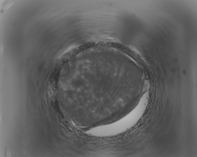 X0000066111063200603312045