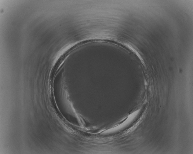 X0000066111077200603312044