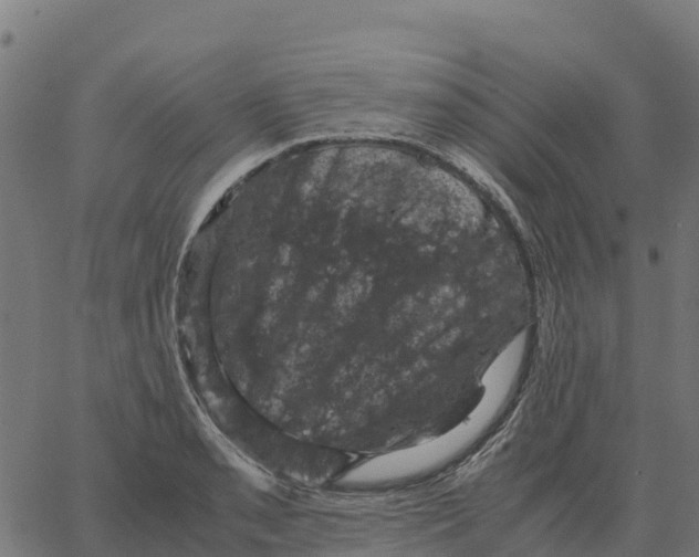 X0000066111085200603312044