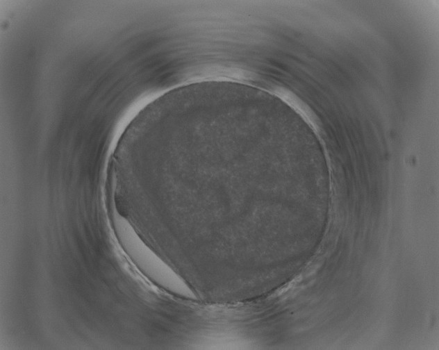 X0000066111104200603312044