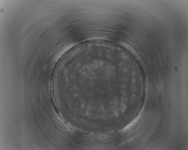 X0000066111121200603312043