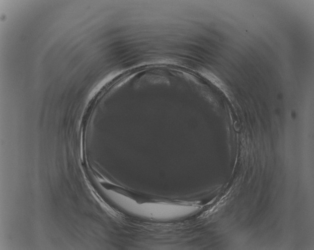 X0000066111127200603312043