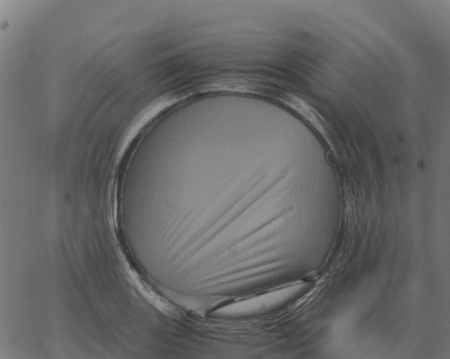 X0000066111131200603312044
