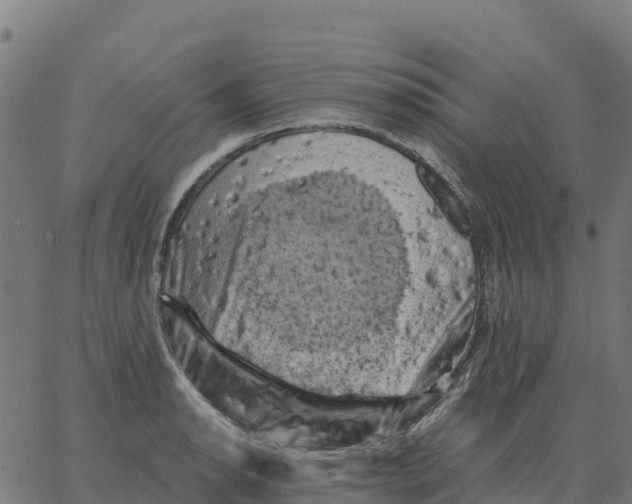 X0000066111134200603312044