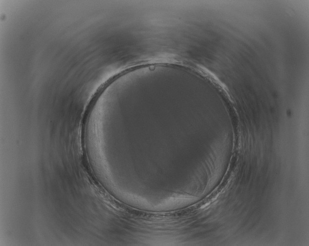 X0000066111174200603312043