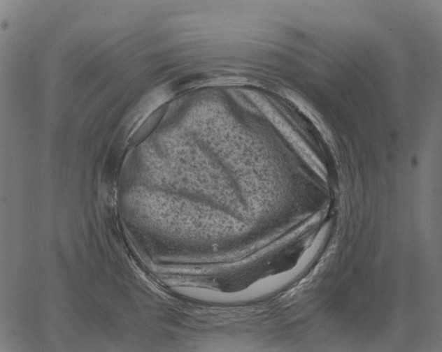 X0000066111193200603312042