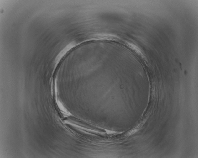 X0000066111275200603312041