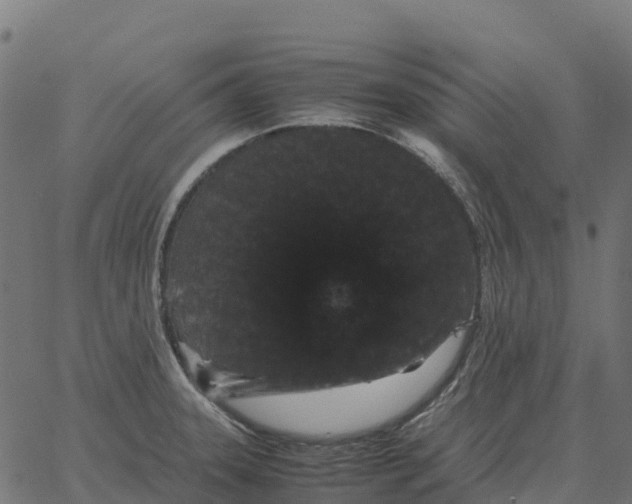 X0000066111331200603312041