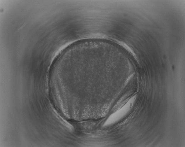 X0000066111364200603312040