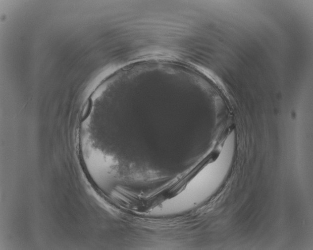 X0000066111383200603312039