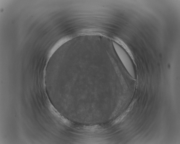 X0000066111386200603312039