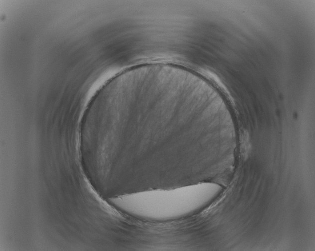 X0000066111424200603312039