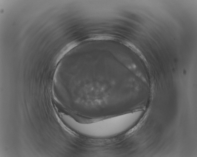 X0000066111425200603312039