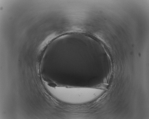 X0000066111455200603312038