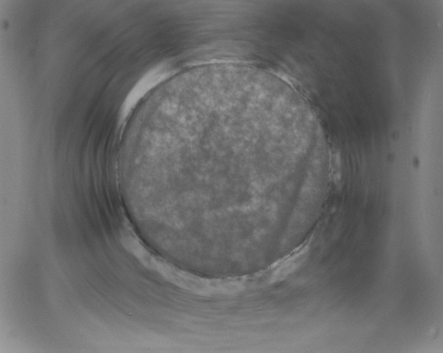 X0000066110004200604071859